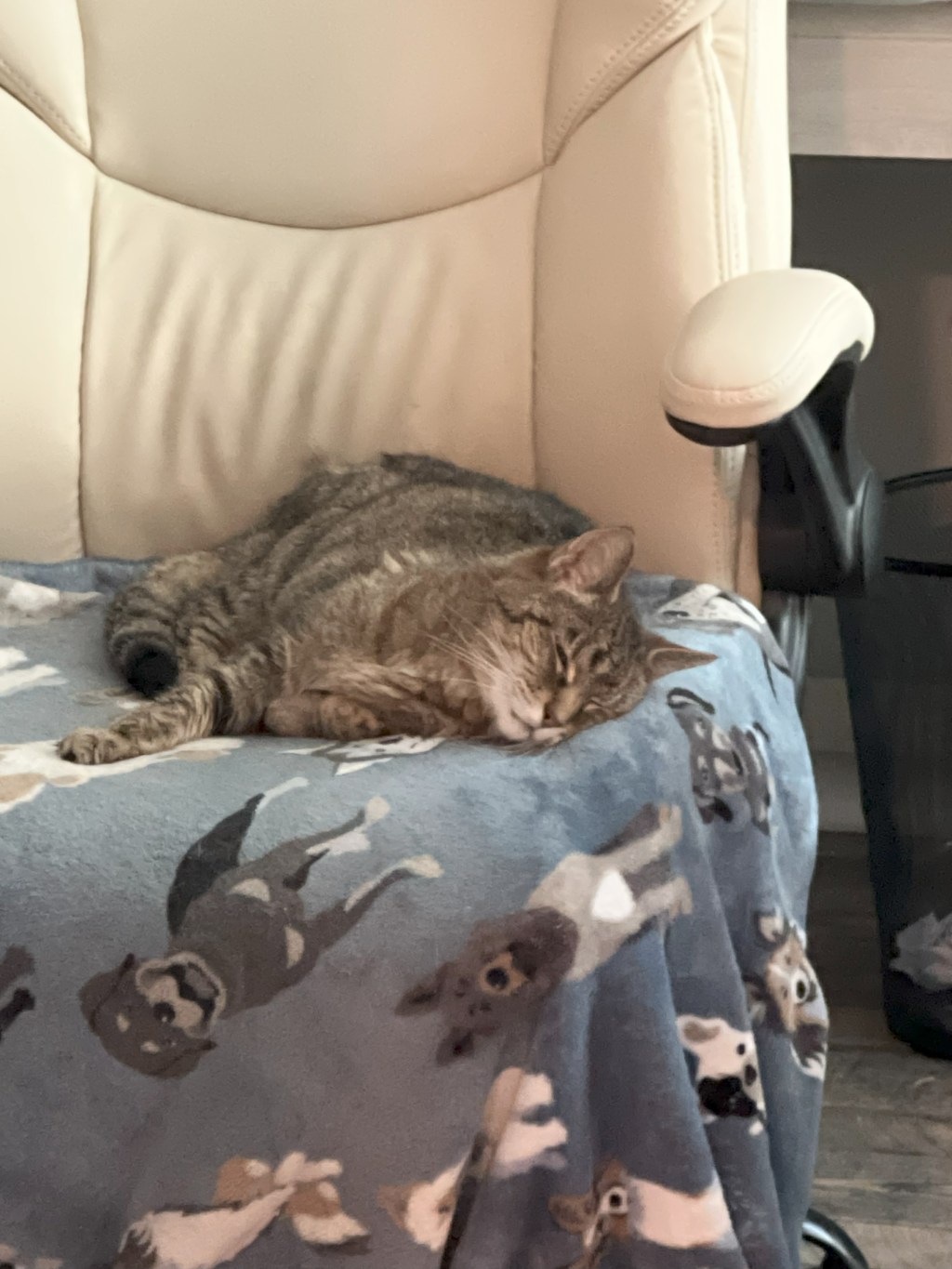 Coping with the Loss of a Beloved&nbsp;Pet